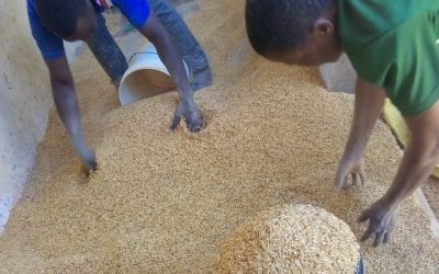 RICE FROM RURAL FARMERS IS READY FOR SALE