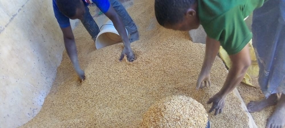 RICE FROM RURAL FARMERS IS READY FOR SALE